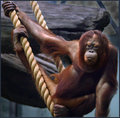 Orangatan