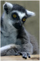 Ring-Tailed Lemur