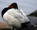 Canvas Backed Duck