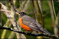 Robin