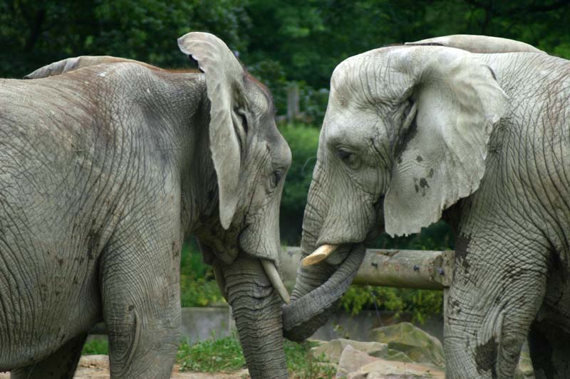 Gentle Giants