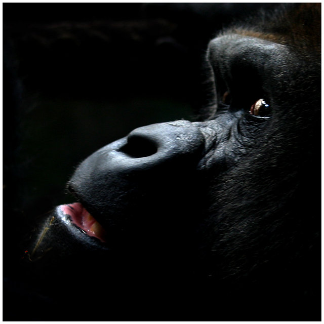 In Captivity