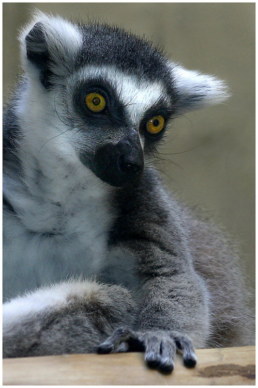 Ring-Tailed Lemur