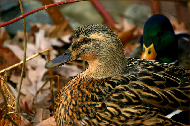 Mallard Hen & Drake