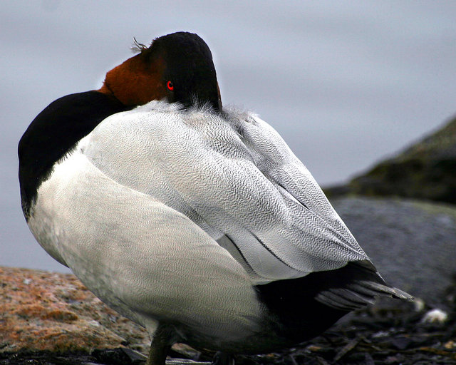 Canvas Backed Duck