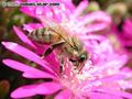 Ice Plant Flower and Bee