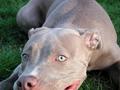 American Blue Pit Bull