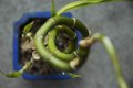Small Potted Plant