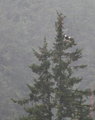 DSC_2433_CSweb.JPG
