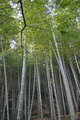 Bamboo