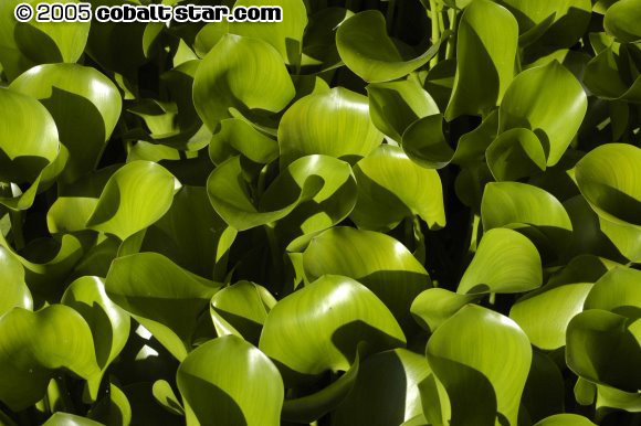 Leaf Field
