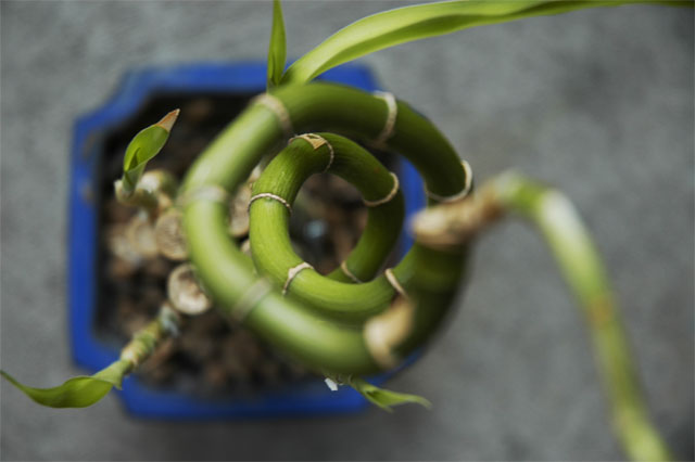 Small Potted Plant