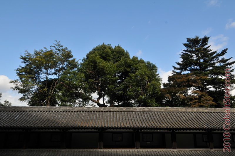 DSC_3100_CSweb