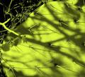 prickly