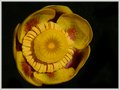 Water Lily