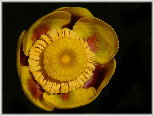 Water Lily