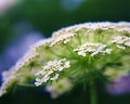Queen Anne's Lace
