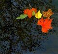 Reflections of Autumn