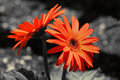 Gerberas