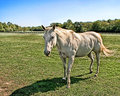 On the Ranch