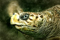 Loggerhead (21)