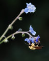 Bumble Blue
