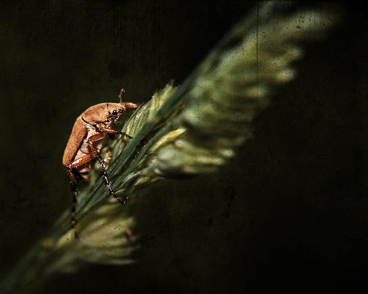 Beetle