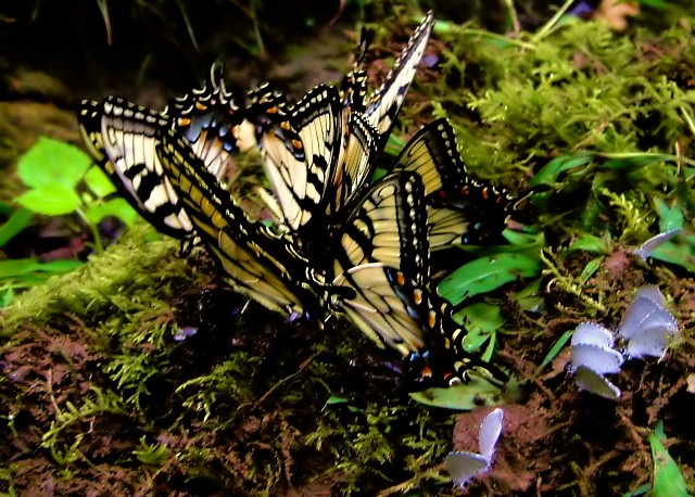 Butterfly Orgy