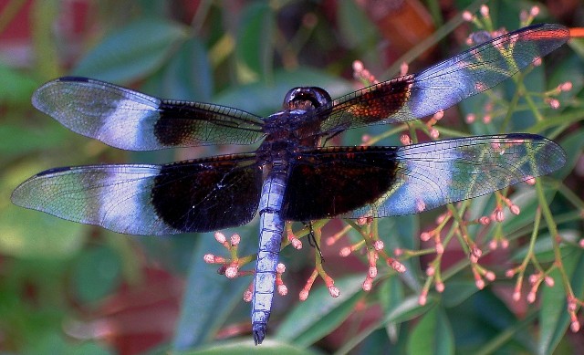 Dragonfly