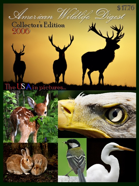 American Wildlife Mock-Up