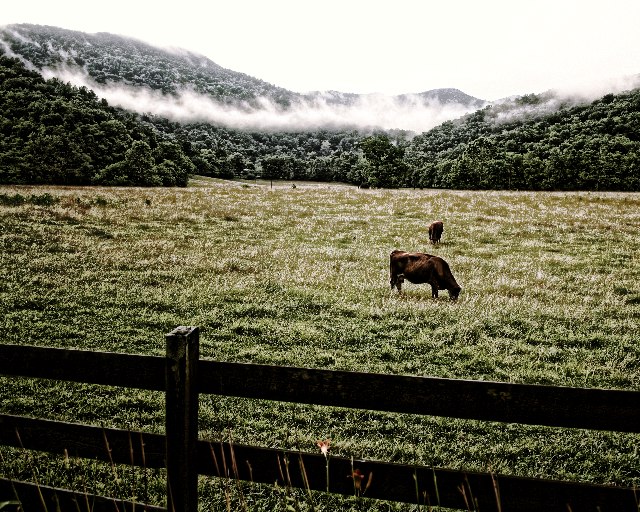 Out To Pasture