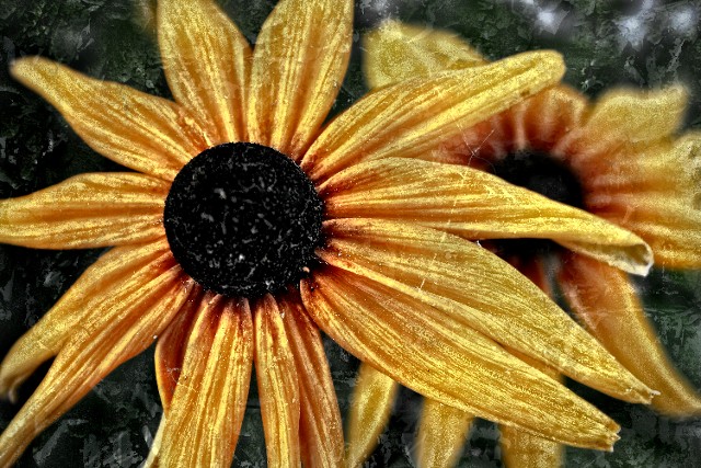 Blooms