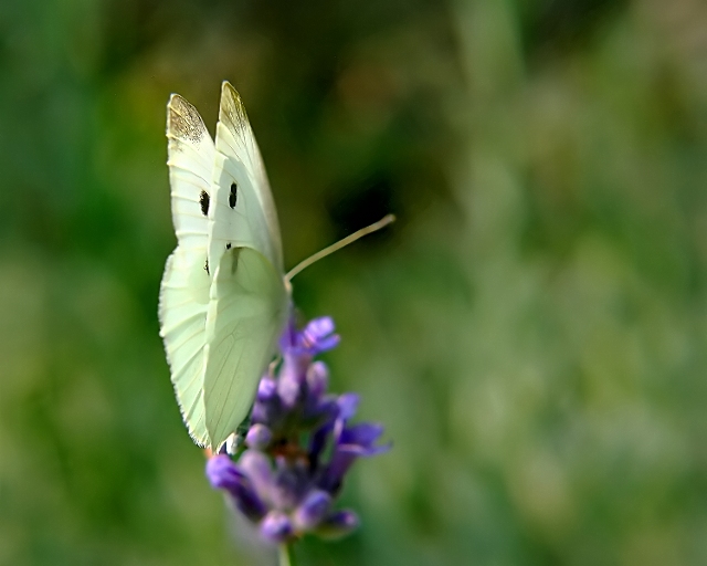 Wings