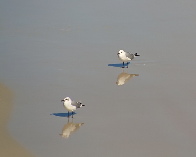 Wet Sand