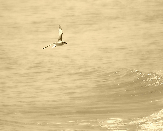 Riding the Surf