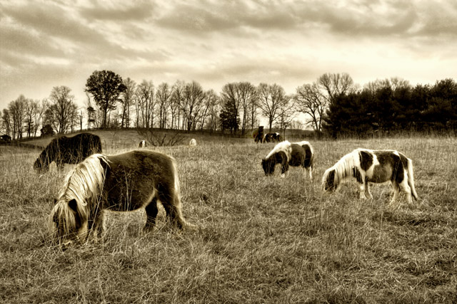 Field of Dreams