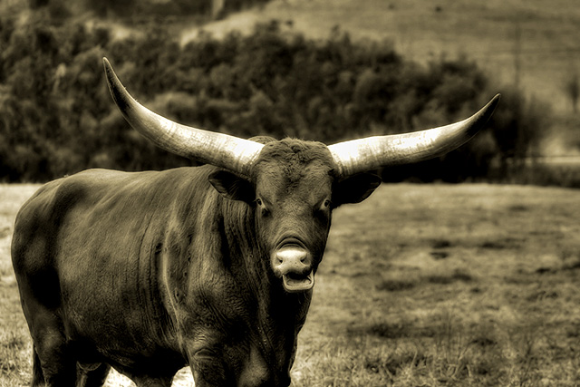 Watusi