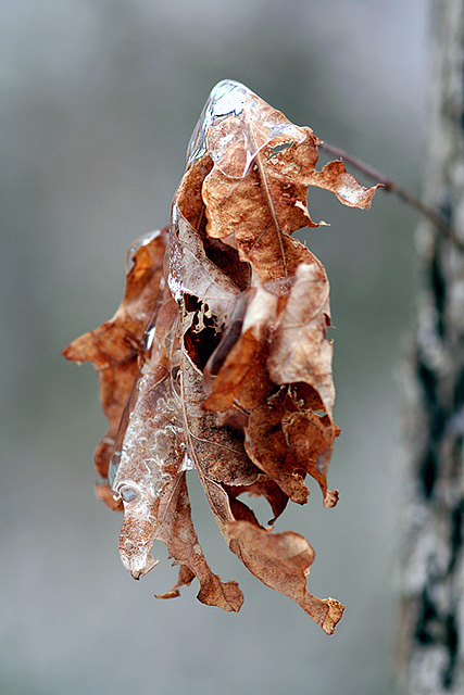 The Dead of Winter