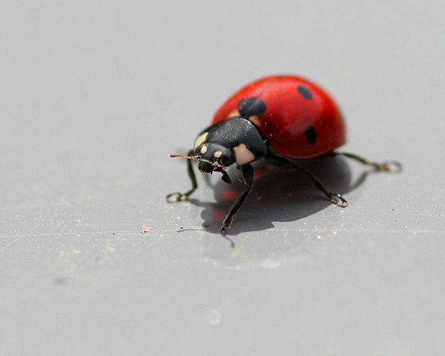 Lady in Red