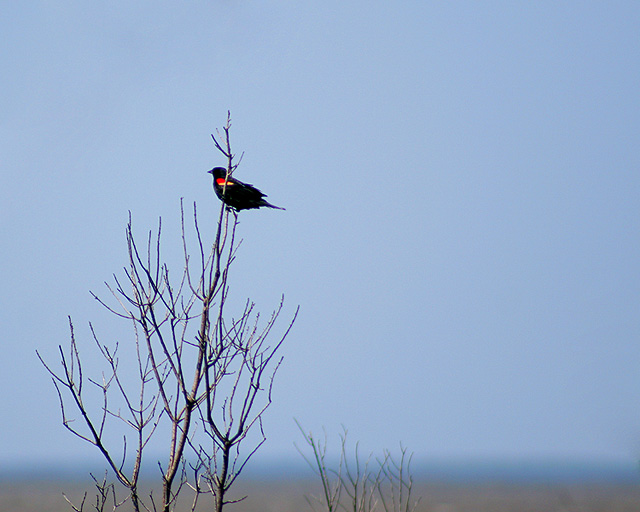 Redwing