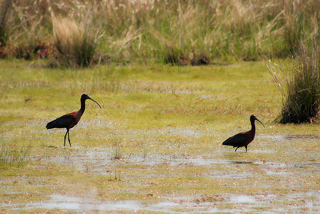 Ibises