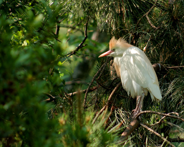 Cattle Egret