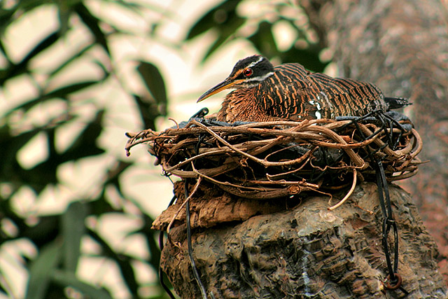 Sunbittern