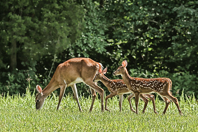New Neighbors
