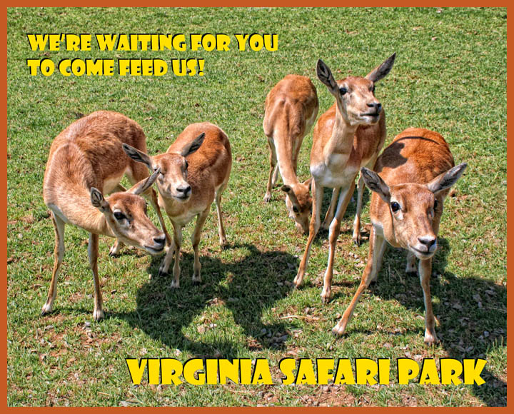 Come Feed Us!