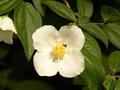 DSC00280.JPG