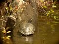 DSC00007.JPG