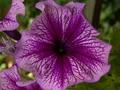 DSC00200.JPG
