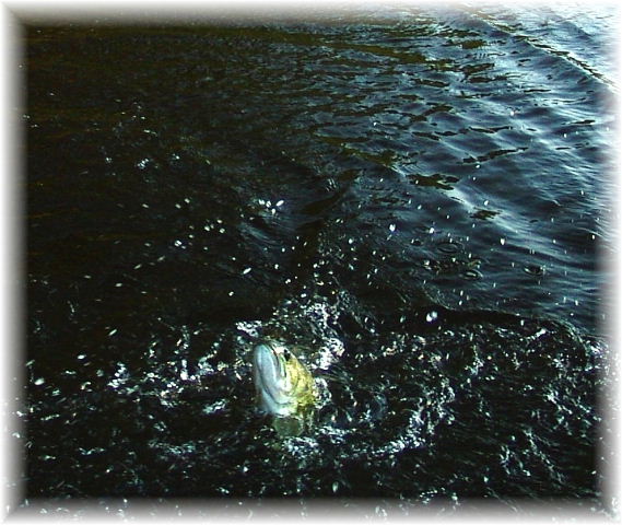 Picture1.jpg