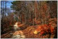 Autumn Trail